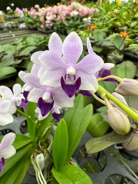 紫式部 蘭花|紫式部還是很有魅力的! 雙花梗, Phal. Tzu Chiang Sapphire 